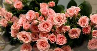 HD-WallPaper-wallpaper-Rose-Flower-pink-00226-750x458